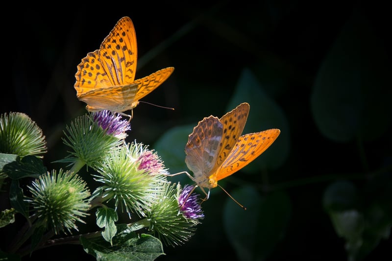 Beware of Butterfly Effect