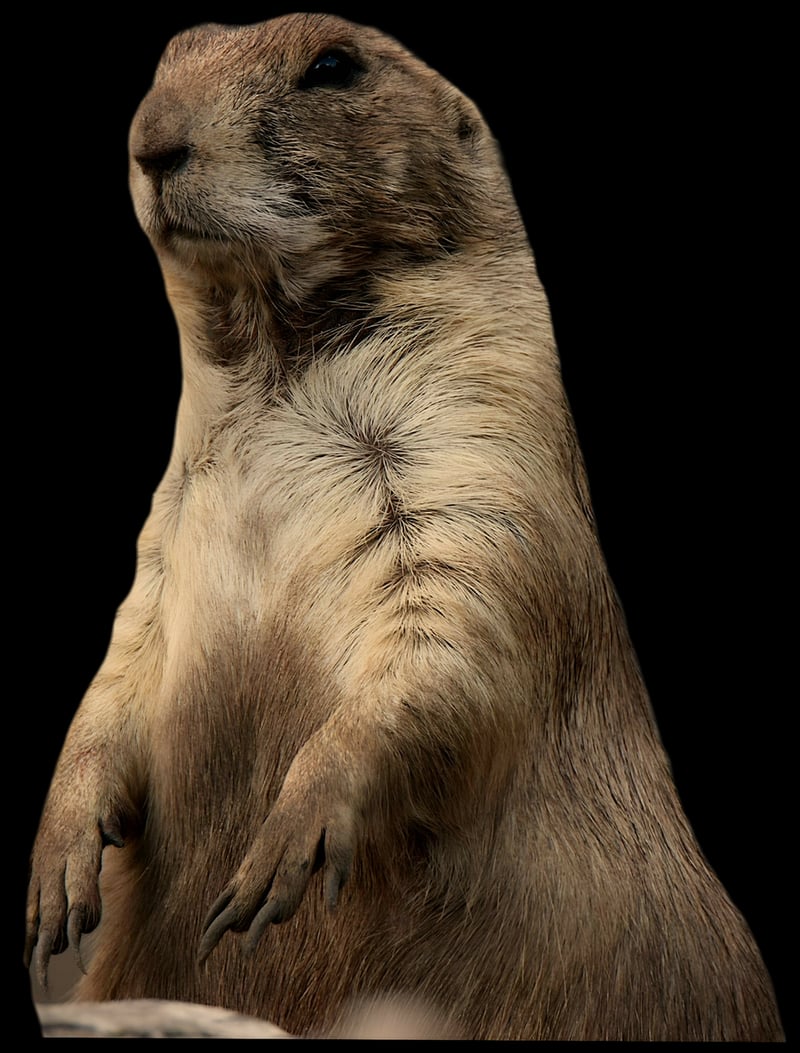 Groundhog Day